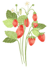 Watercolor bunch of strawberries with leaves and flowers isolated. Illustration for the design of books, menus in cafes, restaurants, bars and shops.