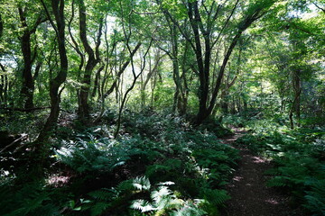 refreshing forest and path in the gleaming sunlight