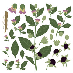 Stylized Botanical Art of Medicinal Herb Deadly nightshade, Atropa belladonna, Plant, Foliage, Flower, Fruit, Seed