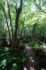 Fototapeta premium refreshing forest and path in the gleaming sunlight