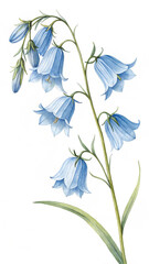 Watercolor Illustration of Bluebell Flowers on White Background