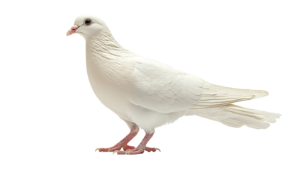 White dove isolated on transparent with graceful wings symbolizing peace and freedom. PNG