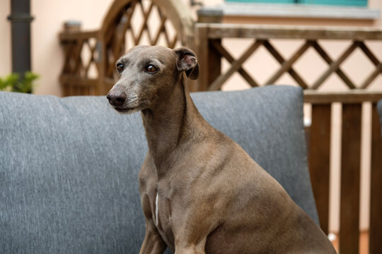 Small dog lounging on the garden couch 
