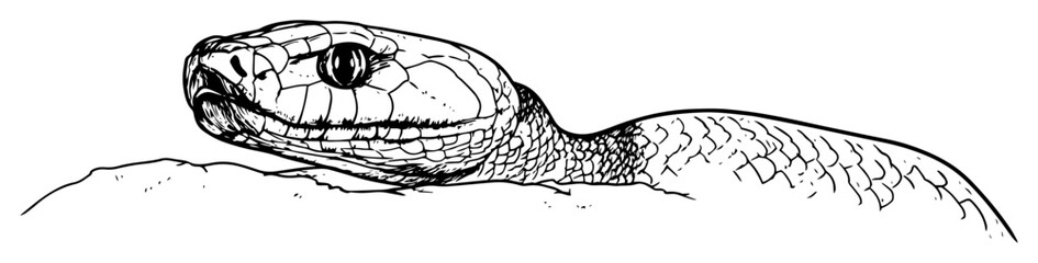 snake head line art vector illustration