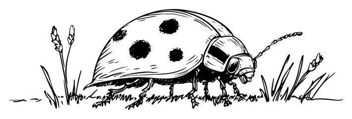 ladybug on grass hand drawn nature illustration © Kaz