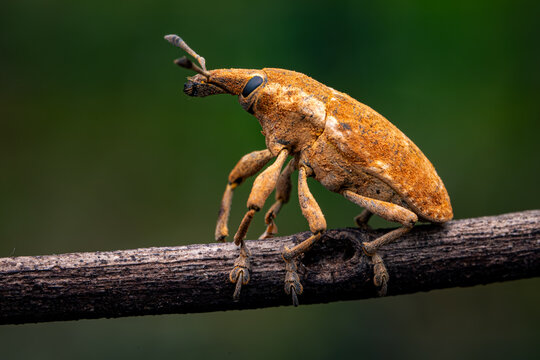 Yellow Weevil Beetle Inect crawling on the tree. Selective Focus. Micro Photography.