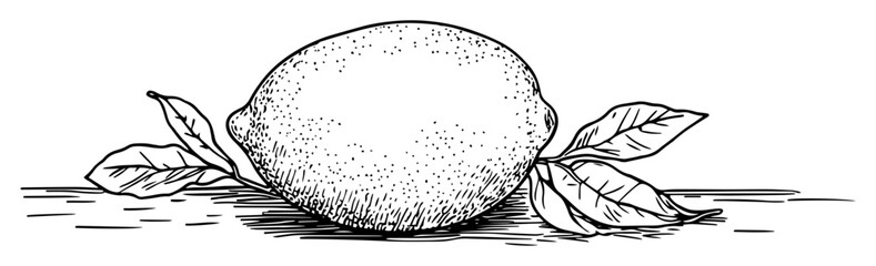 hand drawn lemon fruit with leaves in engraving style