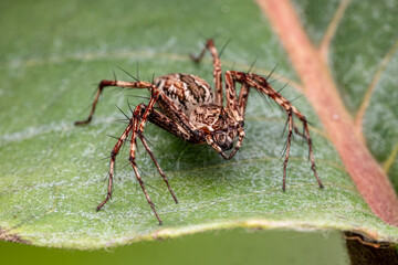 brown lynx spider on the green leaf.