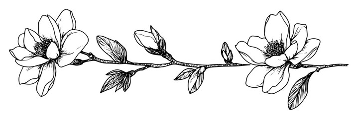 magnolia branch with blossoms line art vector illustration © Kaz