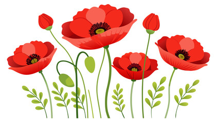 Obraz premium red poppies on white background