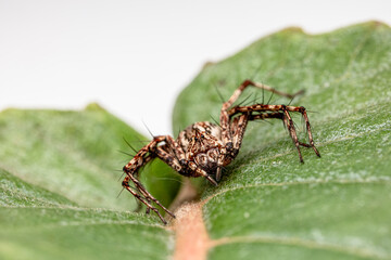 brown lynx spider on the green leaf.