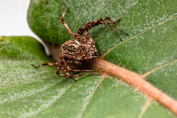 brown lynx spider on the green leaf.