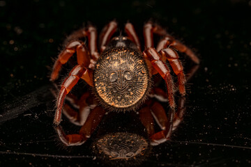 Cyclocosmia, Thai Hourglass Trapdoor Spider. Selective focus.