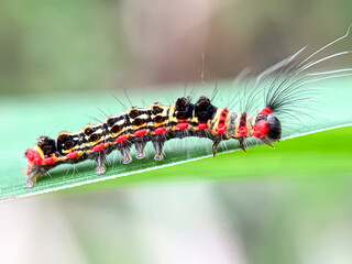 Close up of caterpillar in green leaves, The black dagger (Acronicta tridens)