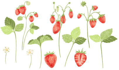 Collection illustration of watercolor strawberry isolated in transparent