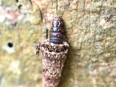 Close up of bagworm in the trees