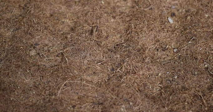 a part of an old mattress made from glued coconut chips, a part of a used coconut mattress to ensure hardness