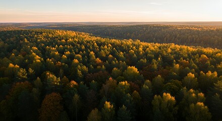 Aerial view of a dense forest in autumn colors at sunset