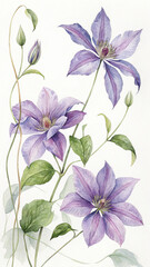 Watercolor Illustration of Purple Clematis Flowers with Green Leaves and Buds