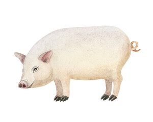 Simple watercolor pig illustration isolated on white. Cute farm animal for village and countryside designs in realistic style and light pastel pink and beige colors. Rural clip art
