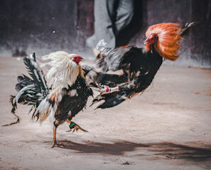 Gallos flotando © ElAtrapasueos