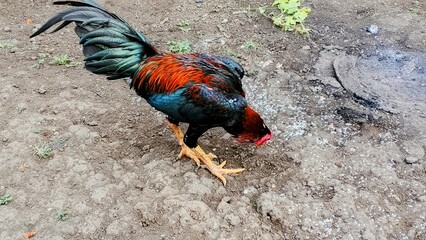 A colorful rooster, known as Ayam Jago, forages for food in the dirt. This vibrant image of a...