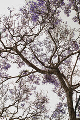 View of Jacaranda Tree in Bloom
