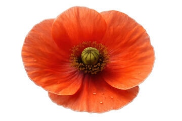 Close-up of a vibrant orange poppy flower isolated on a transparent background