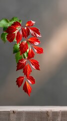 Crimson Vine Leaves Climbing Weathered Fence