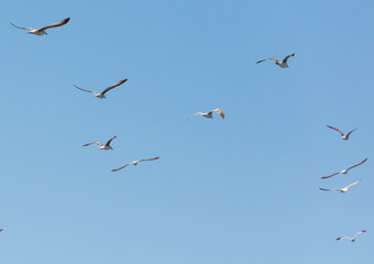 A flock of seagulls flying in the sky