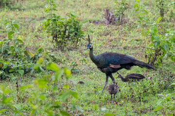 Obraz premium Green Peafowl - Pavo muticus, beautiful large ground bird from the bushes and woodlands of Southeast Asia, Vietnam.