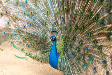 Obraz premium A peacock is standing in the sand with its feathers spread out