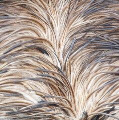 The feathers of a bird are shown in a close up