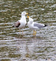 Two seagulls are standing in the water, one of which is pecking at the other