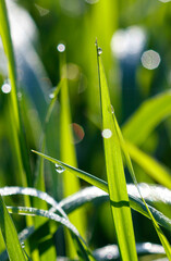 Fototapeta premium Dew drops on green grass in nature.