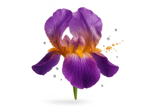 Vibrant purple and orange iris flower isolated on transparent background, crisp.