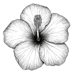 Obraz premium Black and white line drawing of a hibiscus in vintage scientific engraving style, intricate ink illustration, clean white background