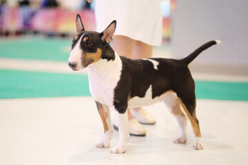 The bull terrier exhibition dog shows off its strong body