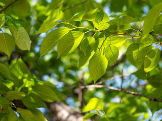 新緑の若葉を付けた桜の木