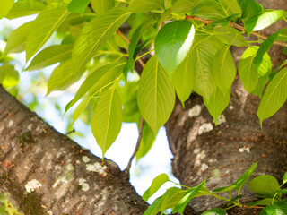 新緑の若葉を付けた桜の木