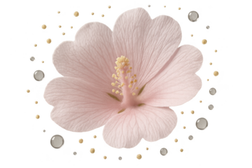 Delicate pink flower with floating elements isolated on transparent background