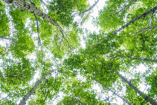 Looking up through green forest canopy with sunlight filtering through leaves. This upward view captures the beauty of nature, tranquility, and environmental freshness.