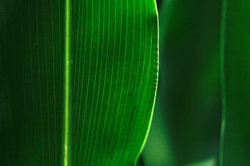 Corn Leaf, Green Leafs, Macro Leaf Photo