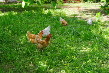 Rural landscape with chicken on meadow at farm at Swiss city of Zürich. Photo taken May 16th, 2025, Zurich Schwamendingen, Switzerland.