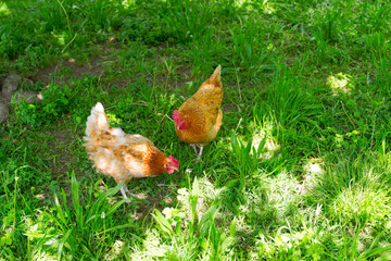Rural landscape with chicken on meadow at farm at Swiss city of Zürich. Photo taken May 16th, 2025, Zurich Schwamendingen, Switzerland.