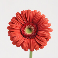 A close up of a vibrant orange gerbera daisy with a green center against a white background image view created with generated ai