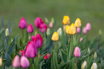 A vibrant flower field with tulips in various shades - yellow, pink and purple