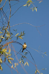 A sparrow perched on tree branches against a clear blue sky. Captured in natural daylight, this image highlights the beauty of a small bird in a peaceful outdoor setting