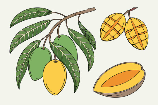  green mango, alphonso mango, raspuri mango, badami mango, banganapalli mango, kesar mango