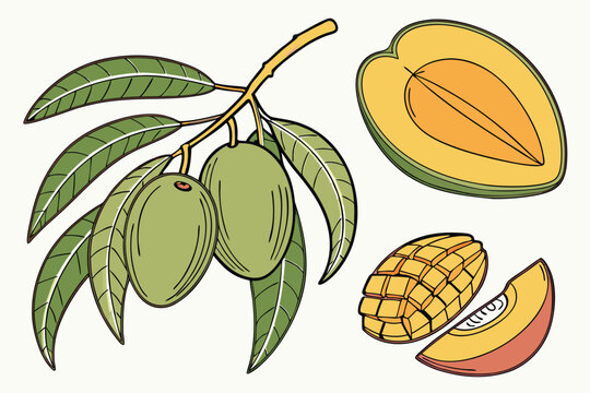  green mango, alphonso mango, raspuri mango, badami mango, banganapalli mango, kesar mango